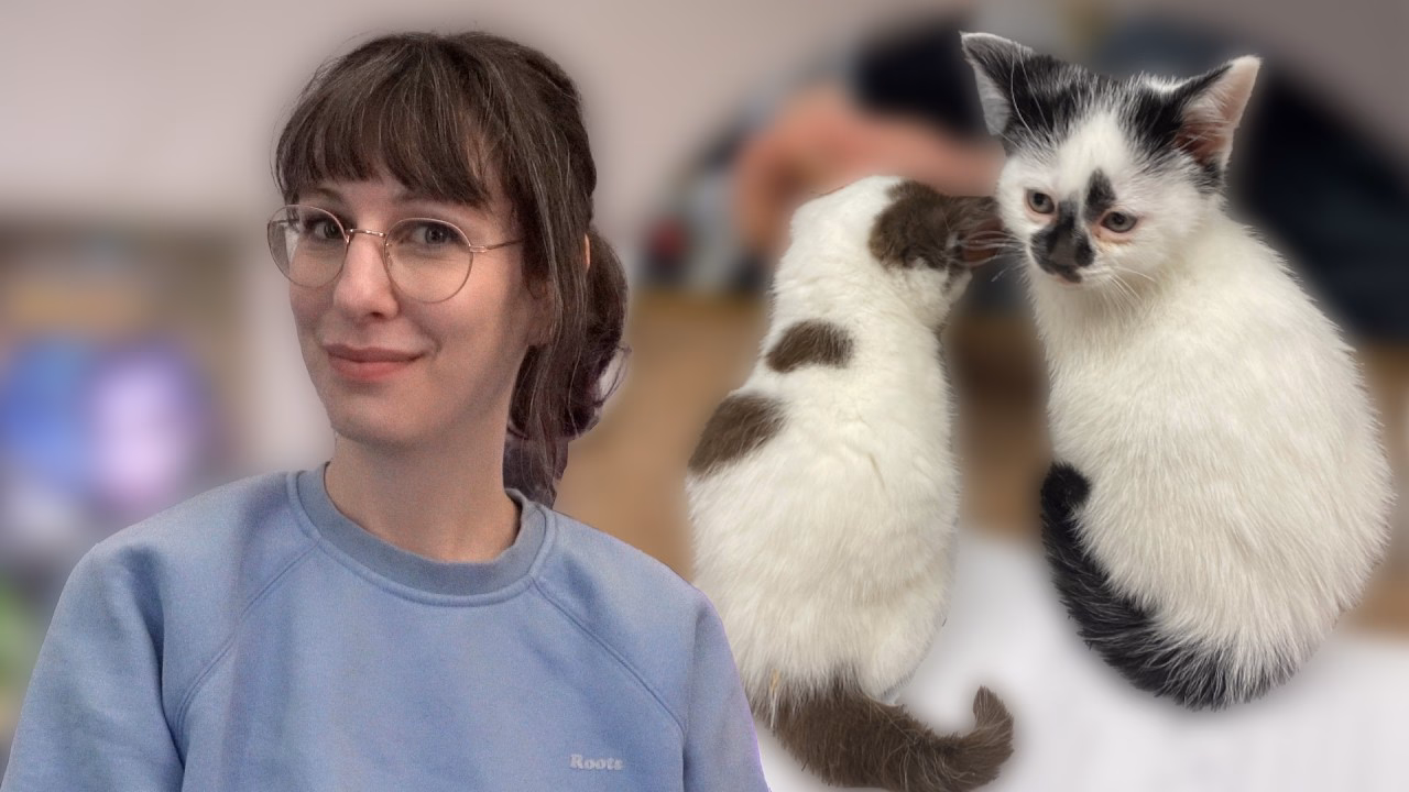 High Key Rewards & Kitten Update: Saturday WoW News